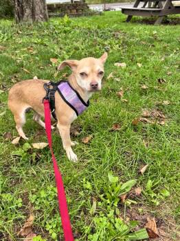 Kyla -  Chihuahua Dog for Adoption in Pine Grove, Pennsylvania - Kyla | PetCurious
