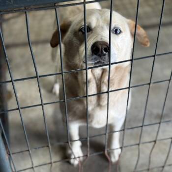 Sidney -  Husky and Mixed Breed Dog for Adoption in Fort Smith, Arkansas - Sidney | PetCurious