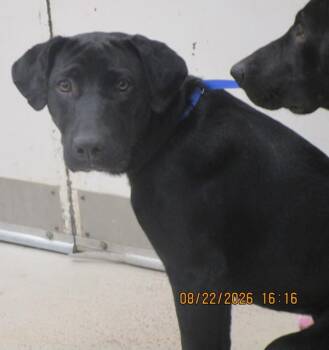 Coal(848) -  Labrador Retriever Dog for Adoption in Marietta, Georgia - Coal(848) | PetCurious