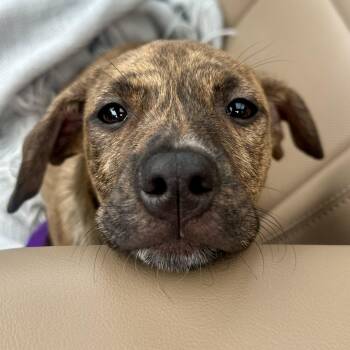 Rottweiler Dogs Available for Adoption in Krum, Texas - Tiger  | PetCurious