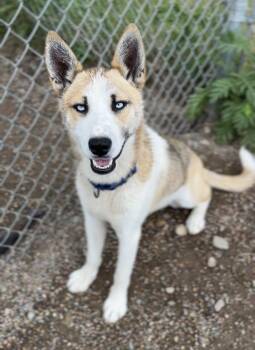 Wallace -  Husky Dog Available for Adoption in Bemidji, Minnesota - Wallace | PetCurious