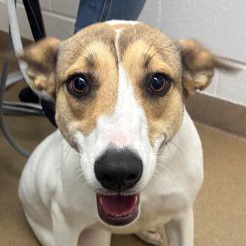 Labrador Retriever Dogs Available for Adoption in Corpus Christi, Texas - Beth | PetCurious
