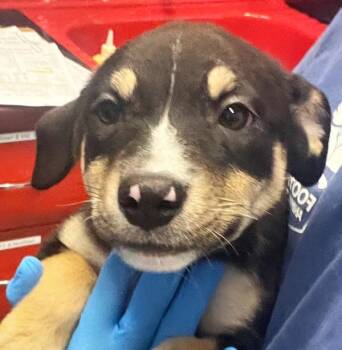 Hannah -  Border Collie and Pit Bull Terrier Dog for Adoption in Golden, Colorado - Hannah | PetCurious