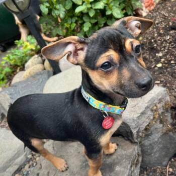 Westin -  Chihuahua Dog for Adoption in Portland, Oregon - Westin | PetCurious