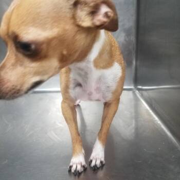 Chihuahua Dogs Available for Adoption - Max | PetCurious