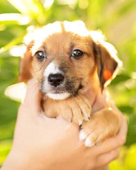 Dachshund Dogs Available for Adoption - Trix | PetCurious