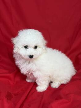 Sammy -  Bichon Frise Dog for Sale in Townsend, Delaware - Sammy | PetCurious
