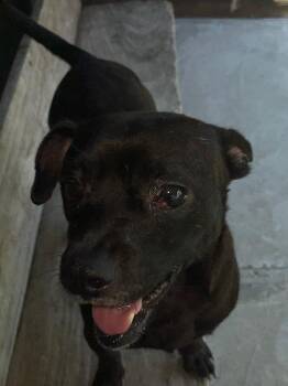 Baxter -  Boston Terrier and Terrier Dog for Adoption in Manchester, Tennessee - Baxter | PetCurious