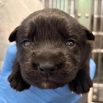 Raven -  Belgian Shepherd Malinois and Mixed Breed Dog for Adoption in Los Angeles, California - Raven | PetCurious