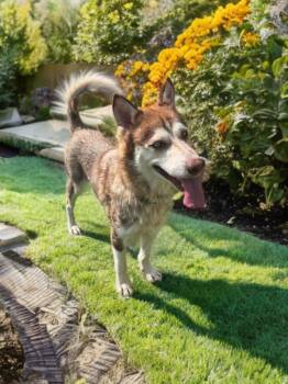 Cora FWACC -  Siberian Husky Dog for Adoption in Sumter, South Carolina - Cora FWACC | PetCurious