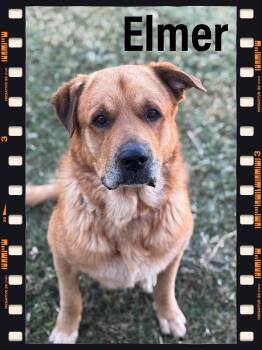 Rescue Labrador Retriever Dogs for Adoption in Bowie, Texas - Elmer | PetCurious
