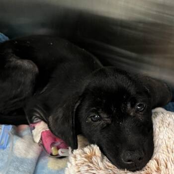 Labrador Retriever and Mixed Breed Dogs Available for Adoption in Austin, Texas - Cytoplasm | PetCurious