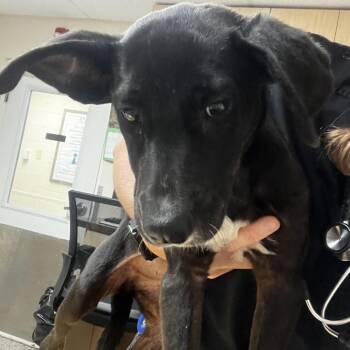 Microwave -  Shepherd and Mixed Breed Dog for Adoption in Lakeland, Florida - Microwave | PetCurious