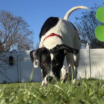 Labrador Retriever Dogs Available for Adoption in Elizabethtown, Pennsylvania - Bear | PetCurious