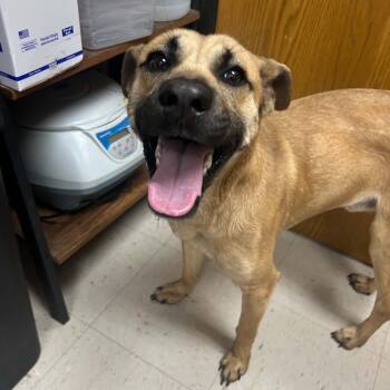Black Mouth Cur and Mixed Breed Dogs Available for Adoption in Jacksboro, Tennessee - Chupa | PetCurious
