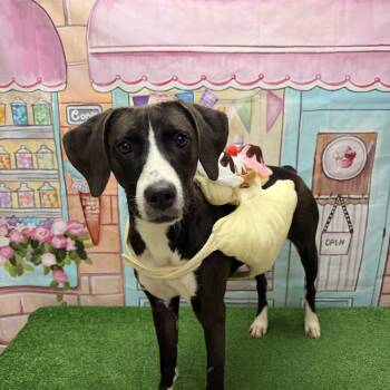 Cowgirl -  Hound and Pit Bull Terrier Dog for Adoption in Statesboro, Georgia - Cowgirl | PetCurious