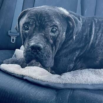 Rescue American Bulldog and Pit Bull Terrier Dogs for Adoption in Sarasota, Florida - Donnie | PetCurious