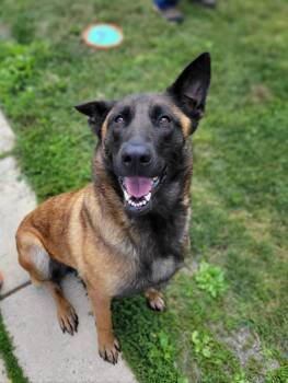 Sasha -  Belgian Shepherd Malinois Dog for Adoption in Chambersburg, Pennsylvania - Sasha | PetCurious