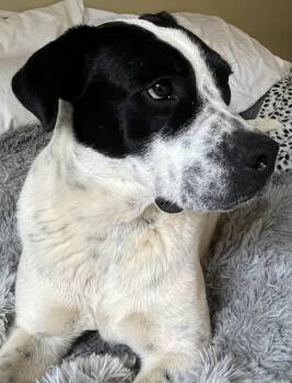 Pointer and Labrador Retriever Dogs Available for Adoption in Rockaway, New Jersey - Christina Dixon | PetCurious