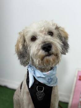 Wally-One of our Amazing Rescue Dogs -  Schnoodle and Havanese Dog for Adoption in Carlsbad, California - Wally-One Of Our Amazing Rescue Dogs | PetCurious
