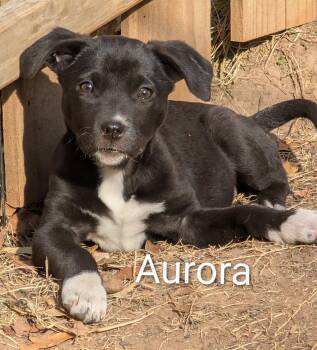 Rescue Mixed Breed Dogs for Adoption in Pembroke, Massachusetts - Aurora | PetCurious