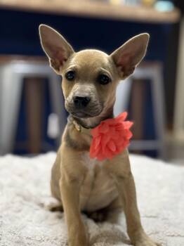 Labrador Retriever and Basenji Dogs Available for Adoption in Phoenix, Arizona - Luna | PetCurious