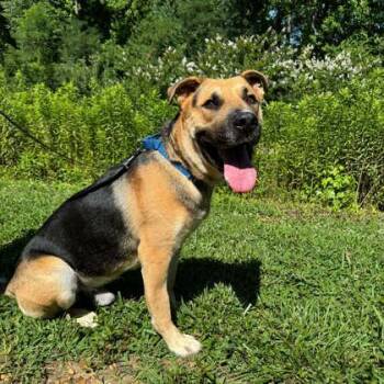Junior -  German Shepherd Dog and Pit Bull Terrier Dog for Adoption in Gastonia, North Carolina - Junior | PetCurious