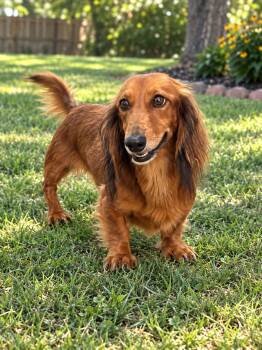 Balloo -  Dachshund Dog for Adoption in York, South Carolina - Balloo | PetCurious
