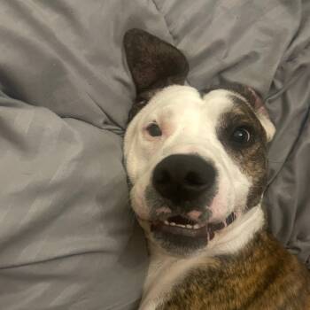 Rescue Mixed Breed Dogs for Adoption in Chattanooga, Tennessee - Petey | PetCurious