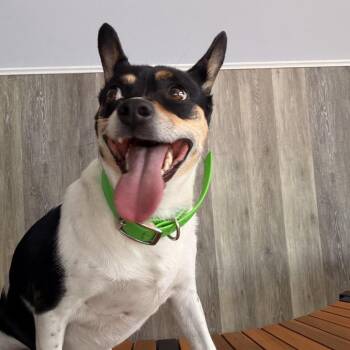 Tilly -  Rat Terrier Dog for Adoption in Idaho Falls, Idaho - Tilly | PetCurious