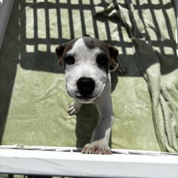 Mary -  Pit Bull Terrier Dog for Adoption in Birmingham, Alabama - Mary | PetCurious