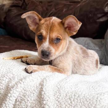 Dallas -  Mixed Breed Dog for Adoption in Madison, Wisconsin - Dallas | PetCurious