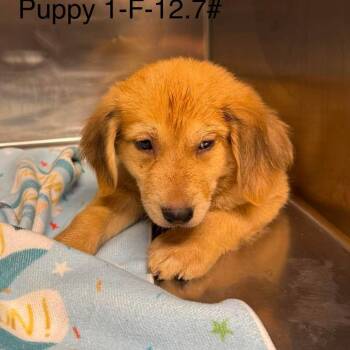 Belva -  Beagle Dog for Adoption in Normal, Illinois - Belva | PetCurious
