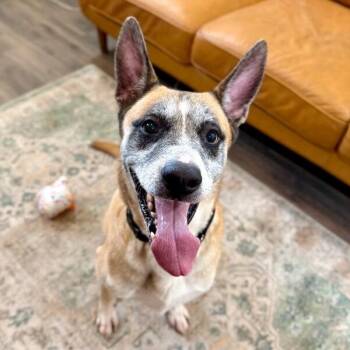 Kaiser Cruz Ready for the Good Life -  German Shepherd Dog and Labrador Retriever Dog for Adoption in Friendswood, Texas - Kaiser Cruz Ready For The Good Life | PetCurious