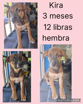 Mixed Breed Dogs Available for Adoption in San Juan, San Juan - Kira | PetCurious