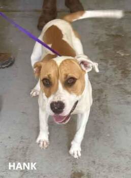 Rescue American Bulldog Dogs for Adoption in Washington, Georgia - Hank | PetCurious