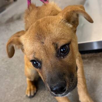 Mixed Breed Dogs Available for Adoption in Las Cruces, New Mexico - 107248 | PetCurious