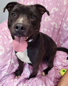 LIAM -  Labrador Retriever Dog for Adoption in Brunswick, Georgia - LIAM | PetCurious