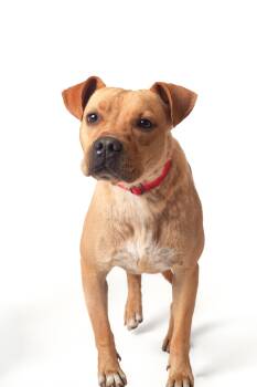 Arion -  Mixed Breed Dog for Adoption in Guthrie, Oklahoma - Arion | PetCurious