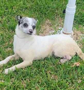 Chihuahua and Mixed Breed Dogs Available for Adoption in Rowlett, Texas - BOO-BOO | PetCurious