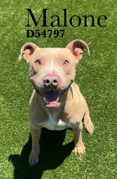Pit Bull Terrier Dogs Available for Adoption in Clarksville, Tennessee - Malone | PetCurious