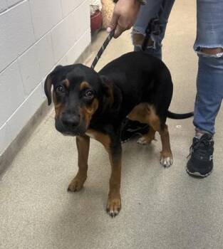 Gypsy -  Rottweiler and Mixed Breed Dog for Adoption in Palm Coast, Florida - Gypsy | PetCurious