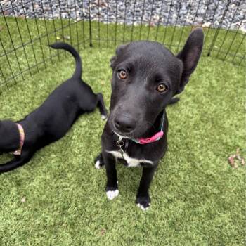 Posh -  Labrador Retriever and Husky Dog for Adoption in San Diego, California - Posh | PetCurious