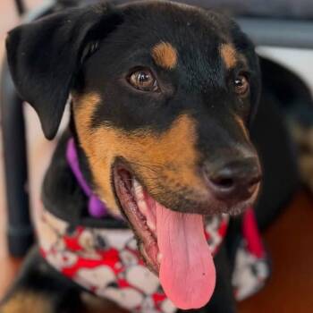 Reesie -  Shepherd Dog for Adoption - Reesie | PetCurious