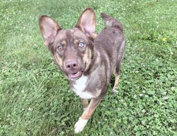 Patriot -  Australian Shepherd Dog for Adoption in Columbus, Indiana - Patriot | PetCurious