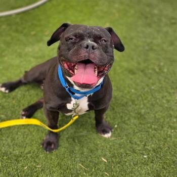 WALLACE -  American Bulldog and Mixed Breed Dog for Adoption in Las Vegas, Nevada - WALLACE | PetCurious