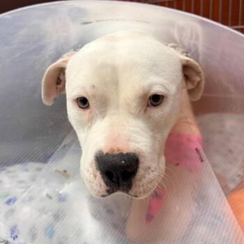 Mandy -  Pit Bull Terrier Dog for Adoption in Indianapolis, Indiana - Mandy | PetCurious