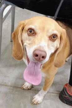 Beagle Dogs Available for Adoption in Millville, Utah - Choco | PetCurious