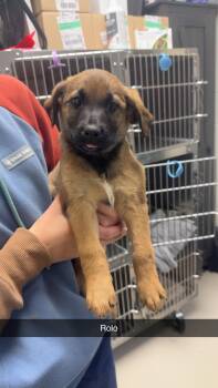 Labrador Retriever Dogs Available for Adoption in Mineral Point, Wisconsin - Rolo | PetCurious