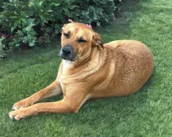 Black Mouth Cur Dogs Available for Adoption in Spring, Texas - Kayla | PetCurious